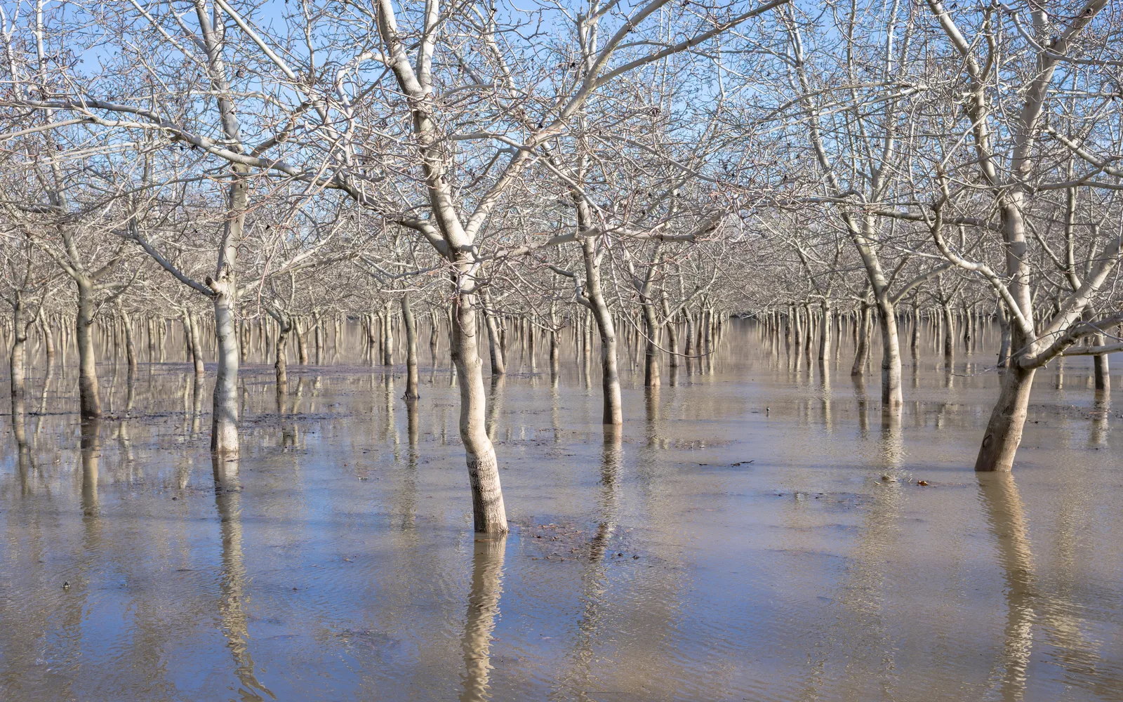 Walnut orchard in Butte County showing mature trees in rows, representing California's long agricultural heritage and farming traditions